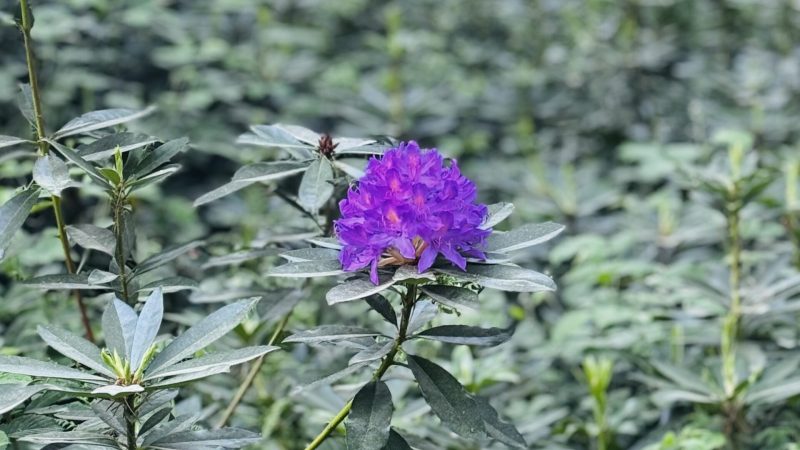 IMG_6807 IMG_6807